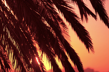 Palm leaves at sunset