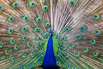 Commonly called the peacock. The Indian peafowl or blue peafowl, a large and brightly coloured bird, is a species of peafowl native to South Asia, but introduced in many other parts of the world.