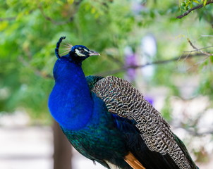 Obraz premium Commonly called the peacock. The Indian peafowl or blue peafowl, a large and brightly coloured bird, is a species of peafowl native to South Asia, but introduced in many other parts of the world.