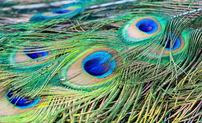 Fototapeta premium Commonly called the peacock. The Indian peafowl or blue peafowl, a large and brightly coloured bird, is a species of peafowl native to South Asia, but introduced in many other parts of the world.