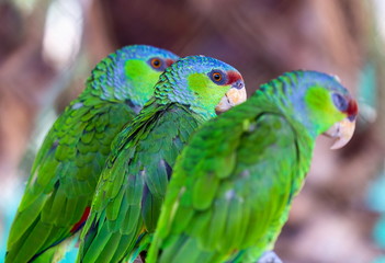 The lilac-crowned amazon is a parrot endemic to the Pacific slopes of Mexico. Also known as Finsch's amazon, the parrot is characterized by green plumage, a maroon forehead, and violet-blue crown.