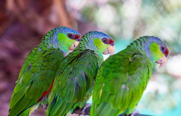 The lilac-crowned amazon is a parrot endemic to the Pacific slopes of Mexico. Also known as Finsch's amazon, the parrot is characterized by green plumage, a maroon forehead, and violet-blue crown.
