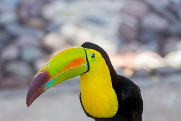 The keel-billed toucan, also known as sulfur-breasted or rainbow-billed toucan, is a colorful Latin American member of the bird family. It is one of the most colorful birds in the world. 