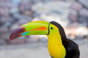 The keel-billed toucan, also known as sulfur-breasted or rainbow-billed toucan, is a colorful Latin American member of the bird family. It is one of the most colorful birds in the world. 