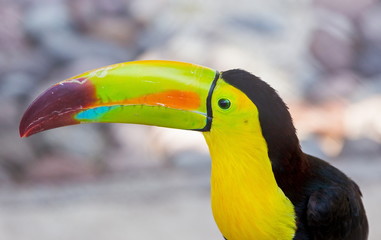 The keel-billed toucan, also known as sulfur-breasted or rainbow-billed toucan, is a colorful Latin American member of the bird family. It is one of the most colorful birds in the world. 