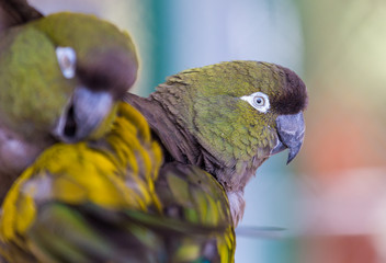 Pionus is a genus of medium-sized parrots native to Mexico, and Central and South America. Characteristic of the genus are the chunky body, bare eye ring, and short square tail.