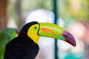 The keel-billed toucan, also known as sulfur-breasted or rainbow-billed toucan, is a colorful Latin American member of the bird family. It is one of the most colorful birds in the world. 