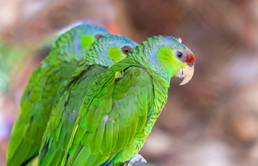 The lilac-crowned amazon is a parrot endemic to the Pacific slopes of Mexico. Also known as Finsch's amazon, the parrot is characterized by green plumage, a maroon forehead, and violet-blue crown.