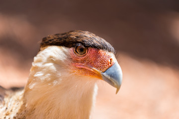 A tropical version of a vulture, the Crested Caracara reaches the United States only in Arizona, Texas, and Florida. It is a bird of open country, where it often is seen at carrion with vultures. 