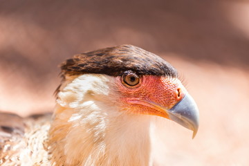 A tropical version of a vulture, the Crested Caracara reaches the United States only in Arizona, Texas, and Florida. It is a bird of open country, where it often is seen at carrion with vultures. 