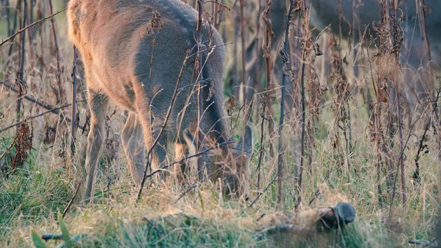 Hokkaido Sika Deer,in Shiretoko National Park,Hokkaido,Japan,Filmed in 4K