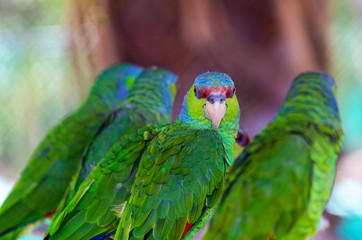 The lilac-crowned amazon is a parrot endemic to the Pacific slopes of Mexico. Also known as Finsch's amazon, the parrot is characterized by green plumage, a maroon forehead, and violet-blue crown.