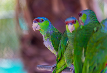 The lilac-crowned amazon is a parrot endemic to the Pacific slopes of Mexico. Also known as Finsch's amazon, the parrot is characterized by green plumage, a maroon forehead, and violet-blue crown.