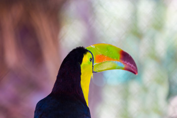 The keel-billed toucan, also known as sulfur-breasted or rainbow-billed toucan, is a colorful Latin American member of the bird family. It is one of the most colorful birds in the world. 