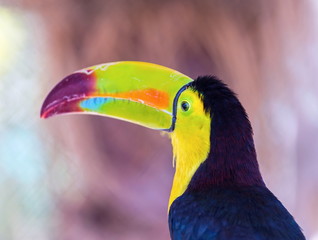 The keel-billed toucan, also known as sulfur-breasted or rainbow-billed toucan, is a colorful Latin American member of the bird family. It is one of the most colorful birds in the world. 