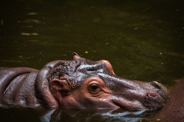 Fototapeta premium Hippopotamus Portrait in the water