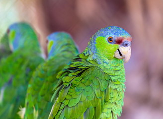 The lilac-crowned amazon is a parrot endemic to the Pacific slopes of Mexico. Also known as Finsch's amazon, the parrot is characterized by green plumage, a maroon forehead, and violet-blue crown.