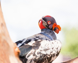 King Vulture, a very highly colored bird.