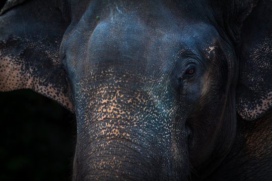 Elephant face background