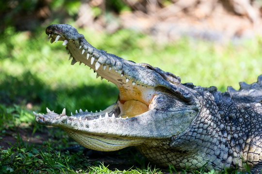 Crocodiles or true crocodiles are large aquatic reptiles that live throughout the tropics in Africa, Asia, the Americas and Australia.