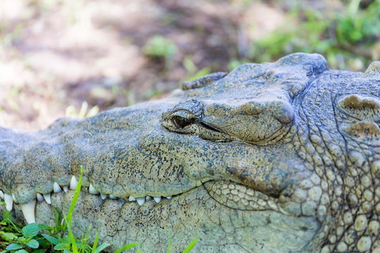 Crocodiles or true crocodiles are large aquatic reptiles that live throughout the tropics in Africa, Asia, the Americas and Australia.