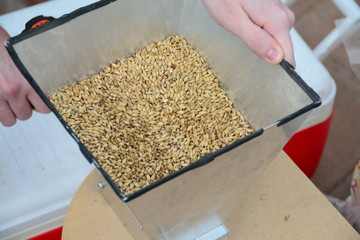 Home brew beer milling malted barley grain by hand