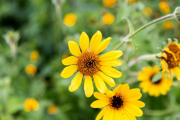 Obraz premium The wild sunflower, is a small annual forb grown as a crop for its edible oil and edible fruits. This sunflower is also used as bird food, as livestock forage, and in some industrial applications.