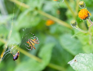 The golden, marbled or  silk orb-weavers are a genus of araneomorph spiders noted for the impressive webs they weave. Nephila consists of numerous species found in warmer regions around the world. 
