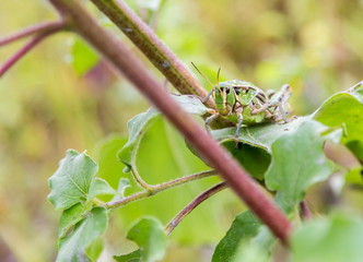 Bright green grasshoppers are found in abundance in the grasslands of Mexico. They are also collected and  are commonly eaten in certain areas of Mexico.