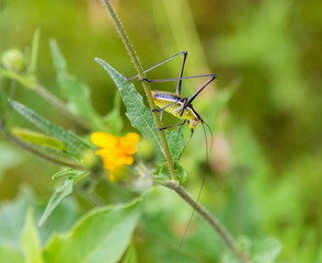 Katydids are found in Mexico. Similar to grasshoppers,you can find them in grasslands, prairies, meadows and other grassy or weedy areas, especially near swamps, creeks, and other damp areas in Mexico