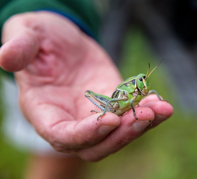 Bright green grasshoppers are found in abundance in the grasslands of Mexico. They are also collected and  are commonly eaten in certain areas of Mexico.