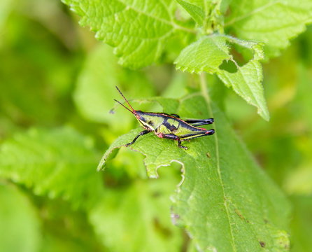 Bright green grasshoppers are found in abundance in the grasslands of Mexico. They are also collected and  are commonly eaten in certain areas of Mexico.