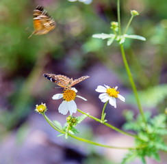 Bordered Patch butterfly in central Mexico. Orange and brown butterfly of Mexico. Butterfly's of the world.