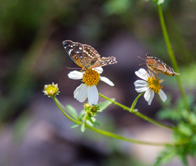 Bordered Patch butterfly in central Mexico. Orange and brown butterfly of Mexico. Butterfly's of the world.