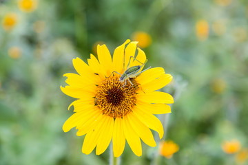 Katydids are found in Mexico. Similar to grasshoppers,you can find them in grasslands, prairies, meadows and other grassy or weedy areas, especially near swamps, creeks, and other damp areas in Mexico