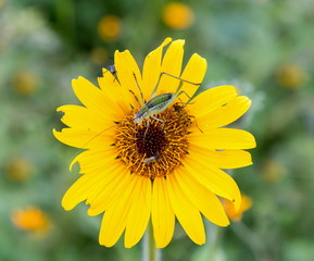 Katydids are found in Mexico. Similar to grasshoppers,you can find them in grasslands, prairies, meadows and other grassy or weedy areas, especially near swamps, creeks, and other damp areas in Mexico