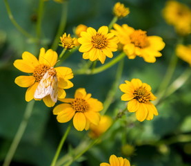 Fototapeta premium The Isabella tiger moth and the larva is called the banded woolly bear. The adult moth is dull yellow to orange with a robust, furry thorax and small head. Its wings have sparse black spotting.