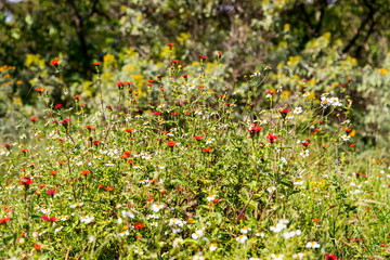 Wild flowers and grasses in a fields in Mexico. The abundance of varieties makes a special background for an art project.