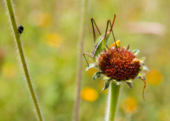 Katydids are found in Mexico. Similar to grasshoppers,you can find them in grasslands, prairies, meadows and other grassy or weedy areas, especially near swamps, creeks, and other damp areas in Mexico