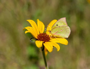 Southern dogface butterfly on wild sunflower.