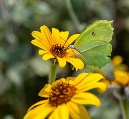 Cloudless sulphur butterfly feasting on a wild sunflower in central Mexico.