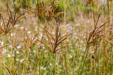 Wild flowers and grasses in a fields in Mexico. The abundance of varieties makes a special background for an art project.
