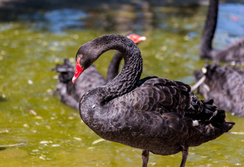 Fototapeta premium The black swan is a large water bird, a species of swan, which breeds mainly in the southeast and southwest regions of Australia.