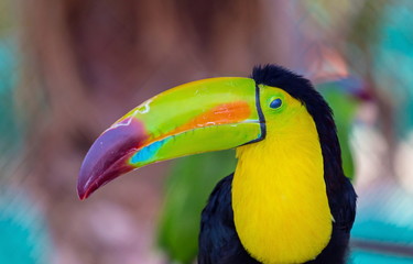 The keel-billed toucan, also known as sulfur-breasted or rainbow-billed toucan, is a colorful Latin...