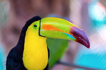 The keel-billed toucan, also known as sulfur-breasted or rainbow-billed toucan, is a colorful Latin...