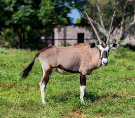 The gemsbok or gemsbuck is a large antelope in the Oryx genus. It is native to the arid regions of...