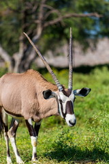 The gemsbok or gemsbuck is a large antelope in the Oryx genus. It is native to the arid regions of Southern Africa, such as the Kalahari Desert.