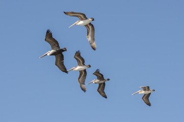 Pelicans in formation