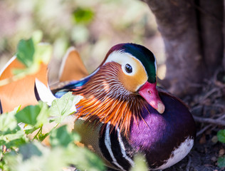The mandarin duck is a perching duck species found in East Asia. It is medium-sized, at about fourteen inches  long. It is closely related to the North American wood duck, the only other member.