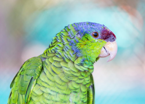 The lilac-crowned amazon is a parrot endemic to the Pacific slopes of Mexico. Also known as Finsch's amazon, the parrot is characterized by green plumage, a maroon forehead, and violet-blue crown.